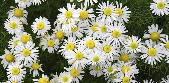 بابونه رومی